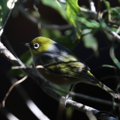 Zosterops lateralis (Silvereye) at Rosedale, NSW - 9 Jul 2019 by jb2602