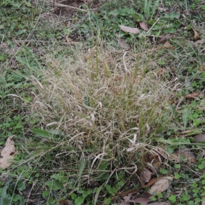 Panicum effusum (Hairy Panic Grass) at Conder, ACT - 1 May 2015 by MichaelBedingfield