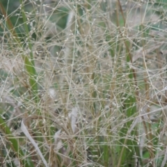 Panicum effusum at Conder, ACT - 1 May 2015