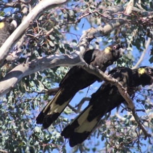 Zanda funerea at Gundaroo, NSW - 22 Jul 2019