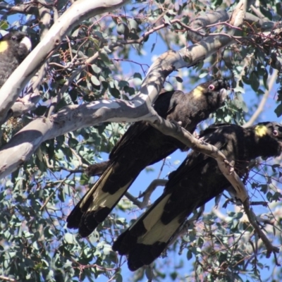 Zanda funerea (Yellow-tailed Black-Cockatoo) at Gundaroo, NSW - 22 Jul 2019 by Gunyijan