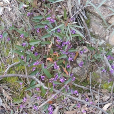 Hardenbergia violacea (False Sarsaparilla) at Rob Roy Range - 18 Aug 2014 by MichaelBedingfield