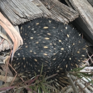 Tachyglossus aculeatus at Captains Flat, NSW - 26 Jul 2019 11:30 AM