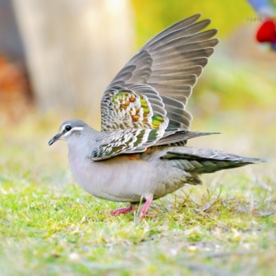 Phaps chalcoptera (Common Bronzewing) at Bald Hills, NSW - 21 Jul 2019 by JulesPhotographer