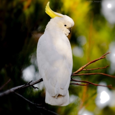 Cacatua galerita (Sulphur-crested Cockatoo) at Bald Hills, NSW - 20 Jul 2019 by JulesPhotographer