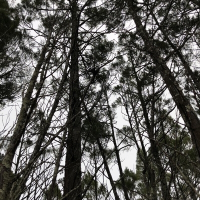 Muellerina bidwillii (Cypress-pine Mistletoe) at Strathnairn, ACT - 26 Jul 2019 by JasonC