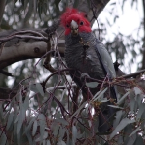 Callocephalon fimbriatum at O'Connor, ACT - suppressed