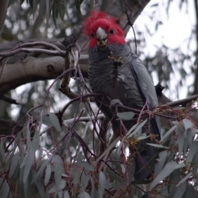 Callocephalon fimbriatum (Gang-gang Cockatoo) at O'Connor, ACT - 26 Jul 2019 by LisaH