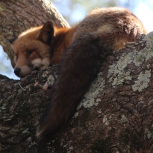 Vulpes vulpes at Verona, NSW - 25 Jun 2019 12:00 AM