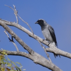 Coracina novaehollandiae (Black-faced Cuckooshrike) at Michelago, NSW - 10 Feb 2014 by Illilanga