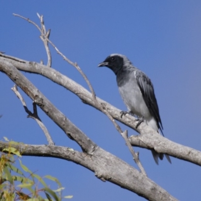 Coracina novaehollandiae (Black-faced Cuckooshrike) at Michelago, NSW - 10 Feb 2014 by Illilanga