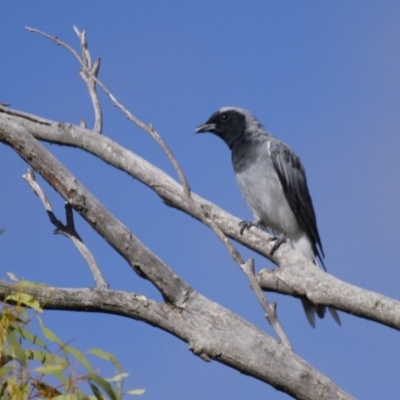 Coracina novaehollandiae (Black-faced Cuckooshrike) at Michelago, NSW - 11 Feb 2014 by Illilanga