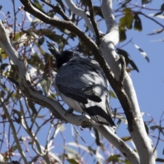 Coracina novaehollandiae (Black-faced Cuckooshrike) at Michelago, NSW - 29 Oct 2018 by Illilanga