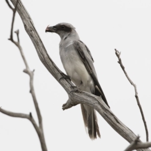 Coracina novaehollandiae at Michelago, NSW - 16 Dec 2018