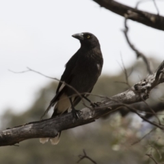 Strepera graculina (Pied Currawong) at Michelago, NSW - 5 Nov 2017 by Illilanga