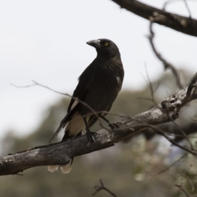 Strepera graculina (Pied Currawong) at Michelago, NSW - 5 Nov 2017 by Illilanga