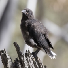 Strepera graculina (Pied Currawong) at Michelago, NSW - 22 Dec 2018 by Illilanga