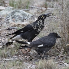 Strepera graculina (Pied Currawong) at Michelago, NSW - 8 Nov 2018 by Illilanga