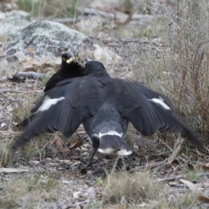 Strepera graculina at Michelago, NSW - 8 Nov 2018