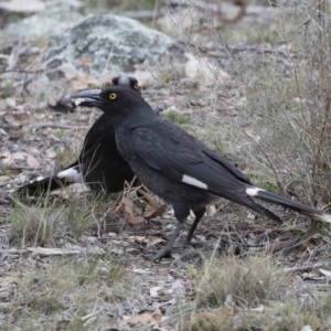 Strepera graculina at Michelago, NSW - 8 Nov 2018