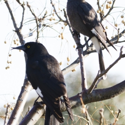 Strepera graculina (Pied Currawong) at Michelago, NSW - 28 Sep 2014 by Illilanga