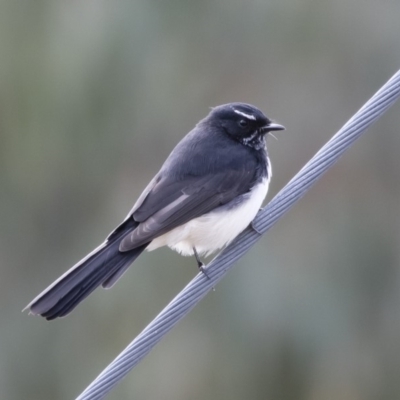 Rhipidura leucophrys (Willie Wagtail) at Michelago, NSW - 22 Mar 2019 by Illilanga