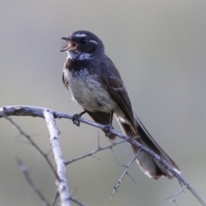 Rhipidura albiscapa at Michelago, NSW - 31 Dec 2014