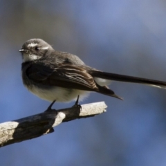 Rhipidura albiscapa (Grey Fantail) at Michelago, NSW - 2 Nov 2014 by Illilanga