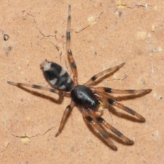Lampona sp. (genus) (White-tailed spider) at Evatt, ACT - 25 Jul 2019 by TimL