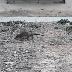 Hydromys chrysogaster (Rakali or Water Rat) at Lake Ginninderra - 26 Jul 2019 by Heylo