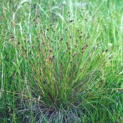 Schoenus apogon (Common Bog Sedge) at Conder, ACT - 10 Dec 2000 by michaelb