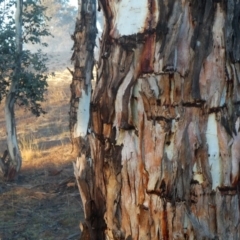 Eucalyptus rubida subsp. rubida (Candlebark) at Googong, NSW - 27 Jul 2019 by Wandiyali