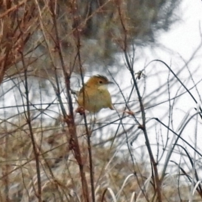 Cisticola exilis (Golden-headed Cisticola) at Fyshwick, ACT - 26 Jul 2019 by RodDeb