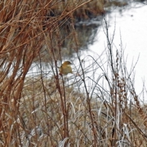 Cisticola exilis at Fyshwick, ACT - 26 Jul 2019