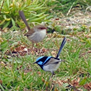 Malurus cyaneus at Fyshwick, ACT - 26 Jul 2019