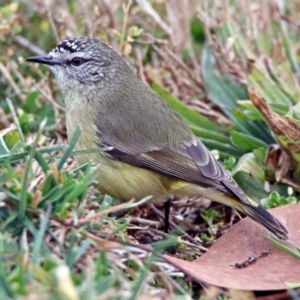 Acanthiza chrysorrhoa at Fyshwick, ACT - 26 Jul 2019 12:52 PM