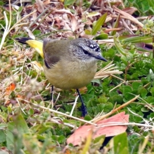 Acanthiza chrysorrhoa at Fyshwick, ACT - 26 Jul 2019 12:52 PM