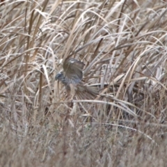 Accipiter cirrocephalus at Fyshwick, ACT - 26 Jul 2019