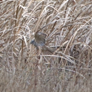 Accipiter cirrocephalus at Fyshwick, ACT - 26 Jul 2019