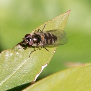 Melangyna sp. (genus) at Chapman, ACT - 27 Jul 2019 12:13 PM