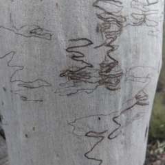 Unidentified Gum Tree at Mittagong, NSW - 27 Jul 2019 by Margot