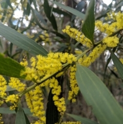 Acacia longifolia subsp. longifolia (Sydney Golden Wattle) at Mittagong, NSW - 27 Jul 2019 by Margot