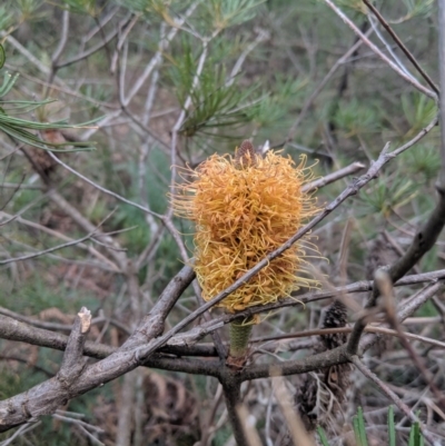 Banksia spinulosa var. spinulosa (Hairpin Banksia) at Mittagong, NSW - 27 Jul 2019 by Margot