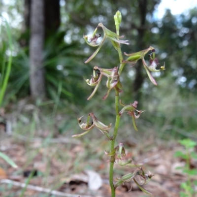 Arthrochilus irritabilis (Elbow Orchid) at Tewantin, QLD - 20 May 2017 by JoanH