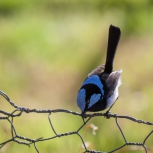 Malurus cyaneus at Murrumbateman, NSW - 27 Jul 2019 03:17 PM