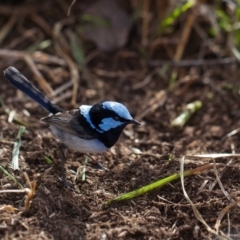 Malurus cyaneus at Murrumbateman, NSW - 27 Jul 2019 03:17 PM