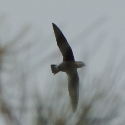 Hirundapus caudacutus (White-throated Needletail) at Noosa North Shore, QLD - 14 Jan 2019 by DonnaTomkinson