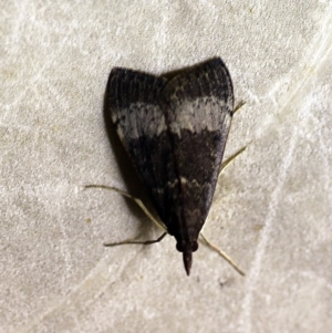 Uresiphita ornithopteralis at O'Connor, ACT - 12 Feb 2018