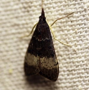 Uresiphita ornithopteralis at O'Connor, ACT - 12 Feb 2018