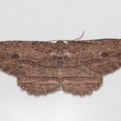 Ectropis excursaria (Common Bark Moth) at Evatt, ACT - 27 Jul 2019 by TimL